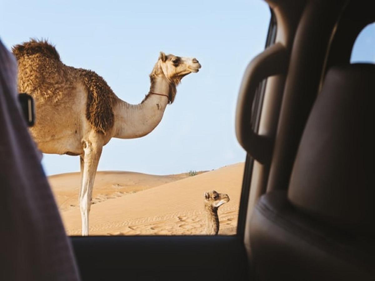 M'Hamid Desert Camp Tours 外观 照片